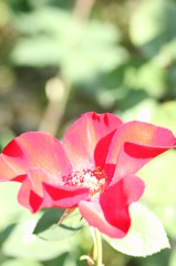 赤いバラ　7