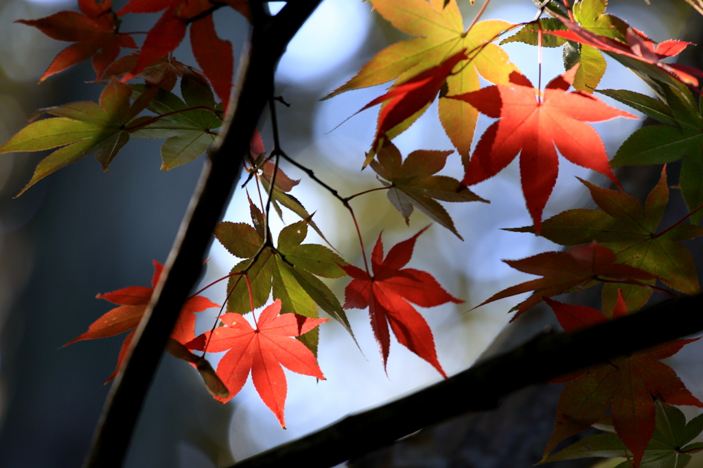 始まりの紅葉