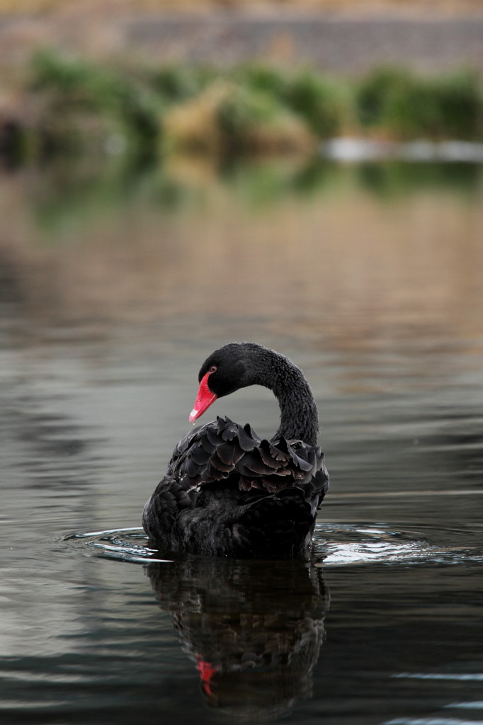 川原の黒鳥