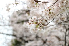 上野公園散歩