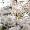 上野公園散歩