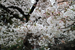 上野公園散歩