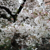 上野公園散歩