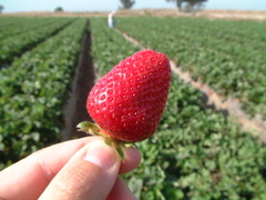 イチゴ狩り in California