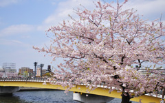 桜と桜橋