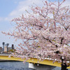 桜と桜橋