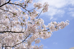 隅田川　桜1