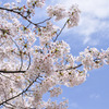 隅田川　桜1