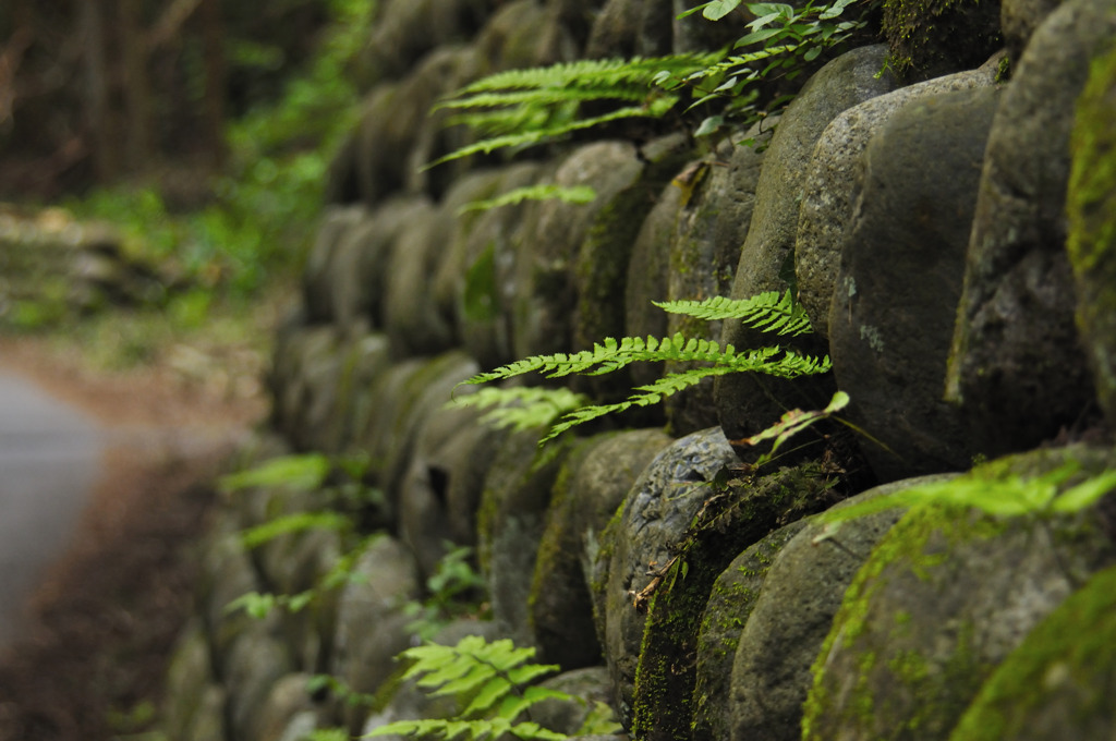苔むす石垣