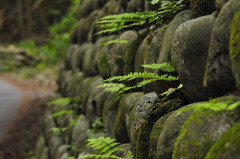 苔むす石垣