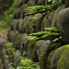 苔むす石垣