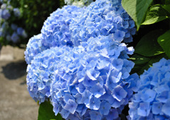 紫陽花