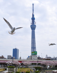 桜とツリー