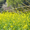 菜の花畑1