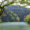 湖面に一羽