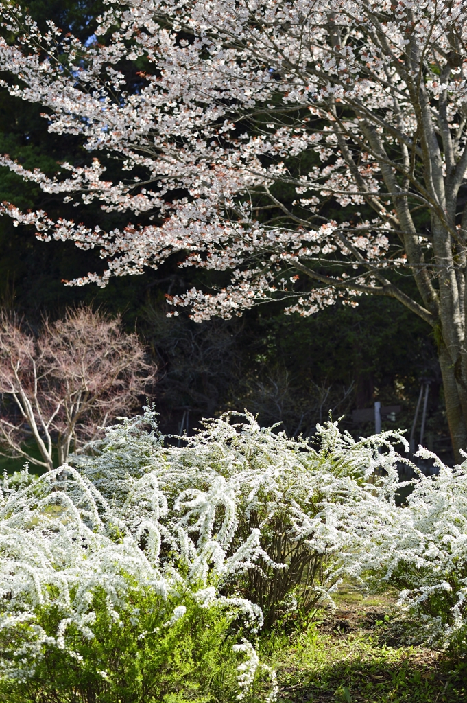桜とユキヤナギ