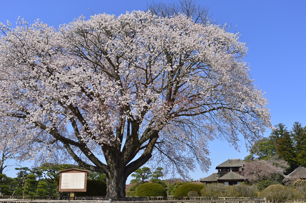 左近の桜