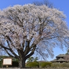 左近の桜