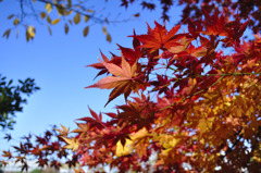 紅葉