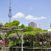 亀戸天神1