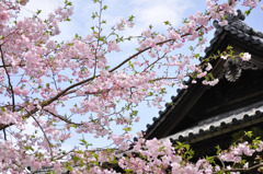 隅田川　桜2