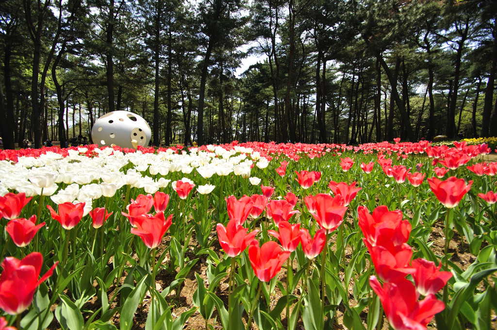 たまごの森