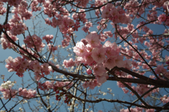 sakura