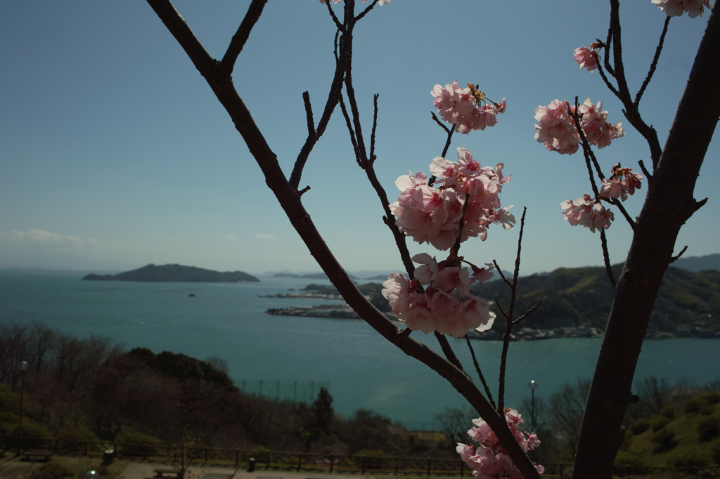 sakura　2