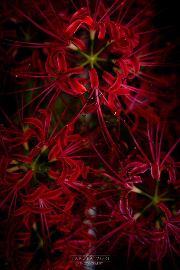 紅