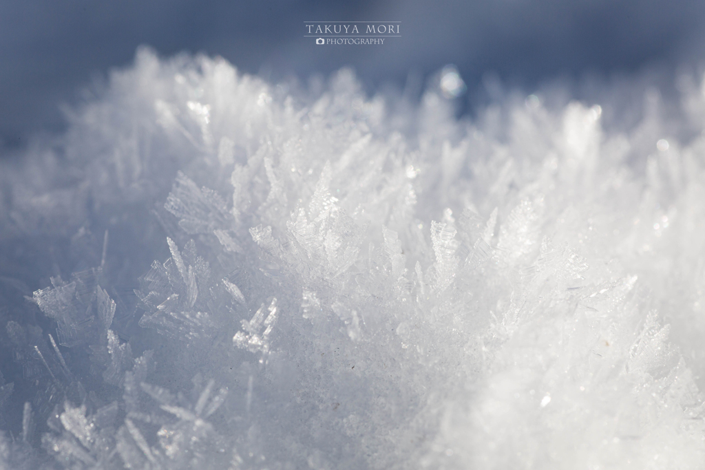 白雪の精達