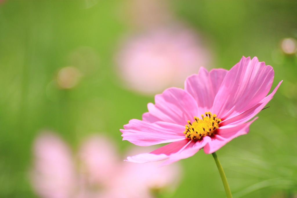 秋桜