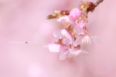 河津桜