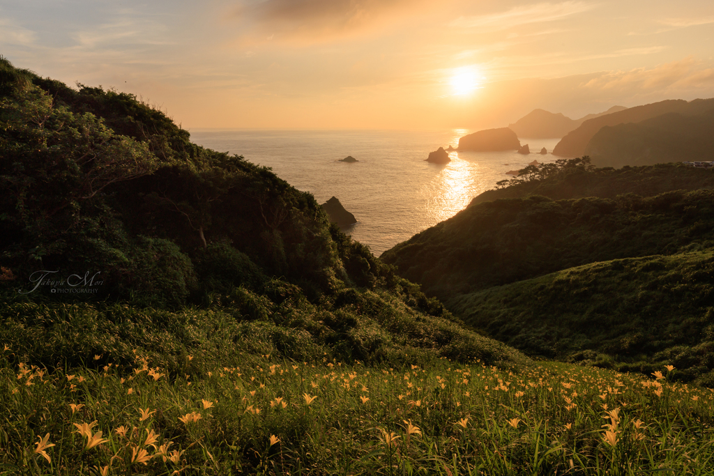 ユウスゲの咲く岬