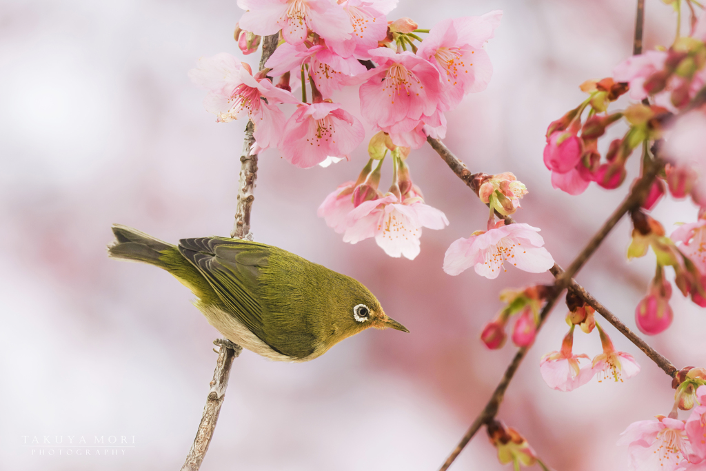 春の日