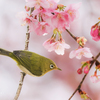 春の日