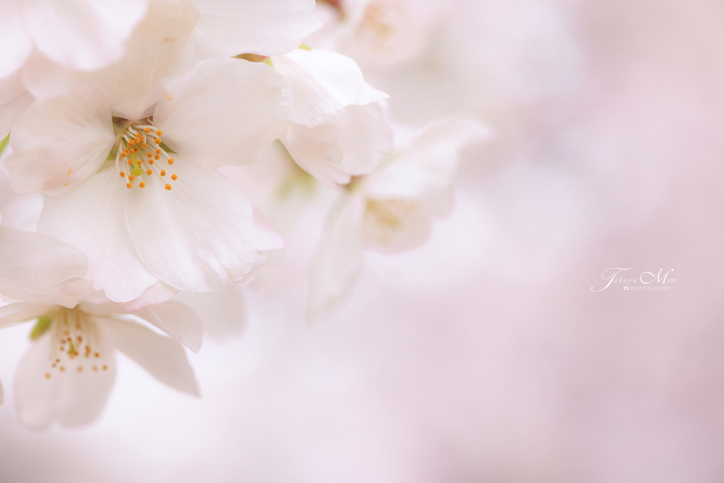 桜