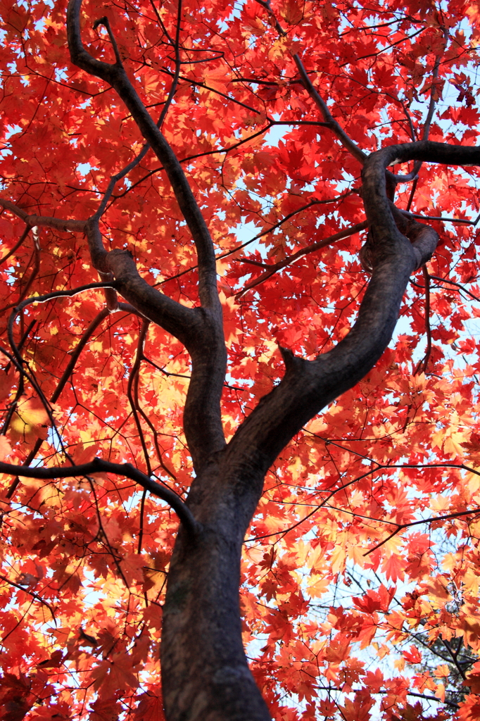 力強く紅く