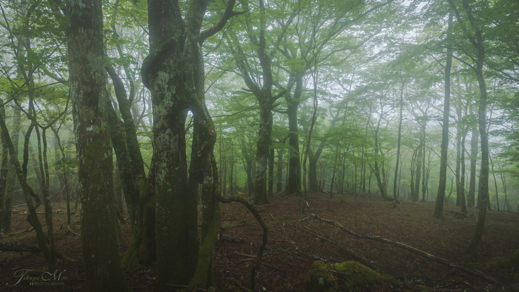 Forest