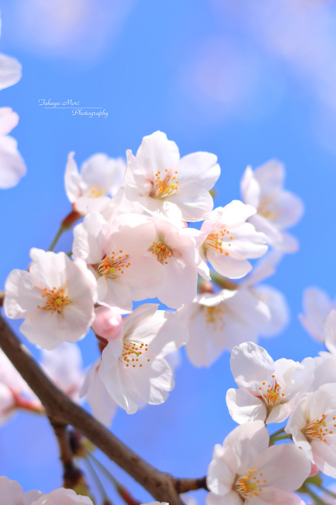 SAKURA