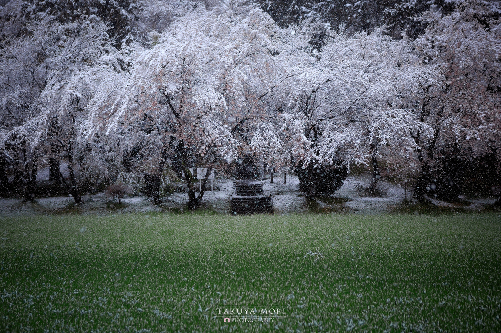 櫻の雪化粧