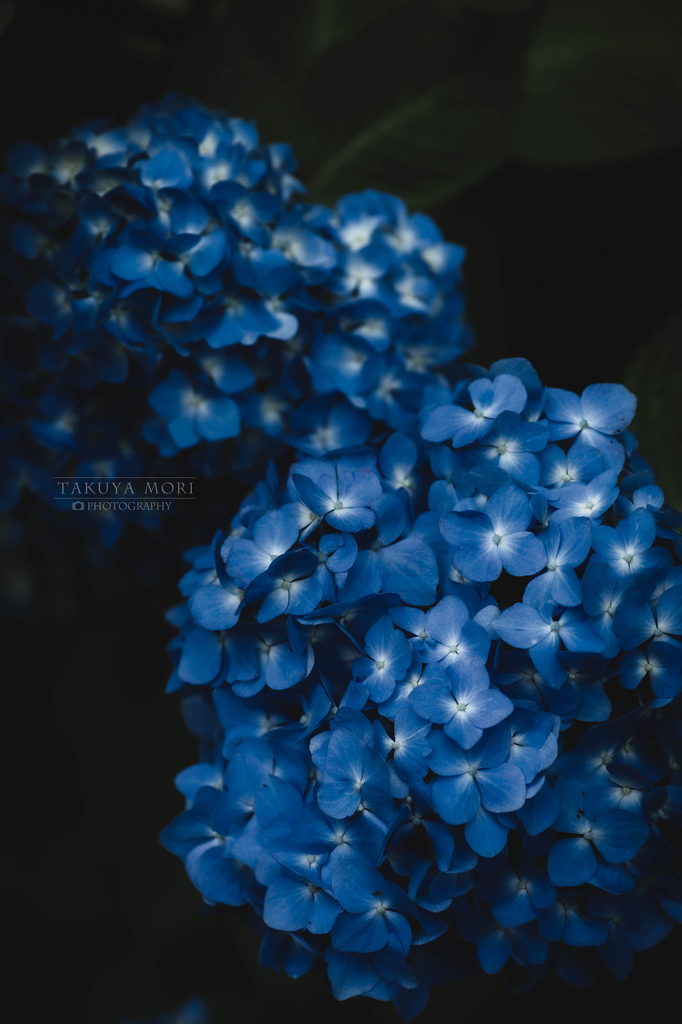 DEEP BLUE