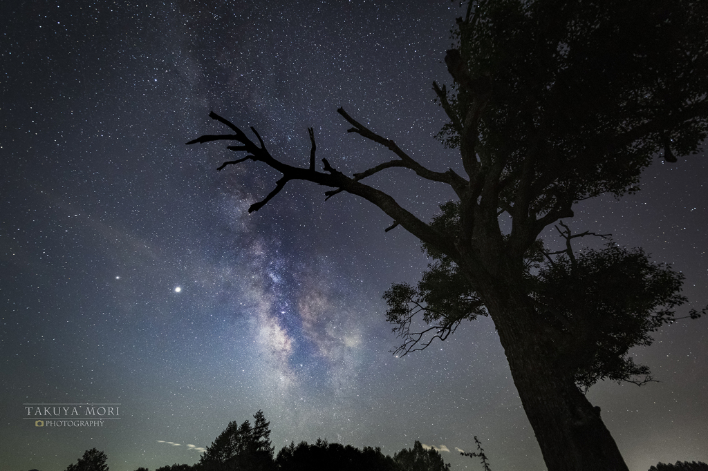 古き樹と見守る星々