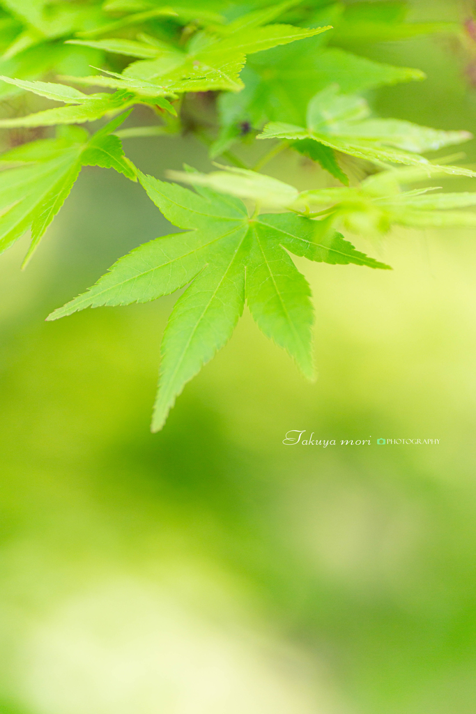 初夏の彩