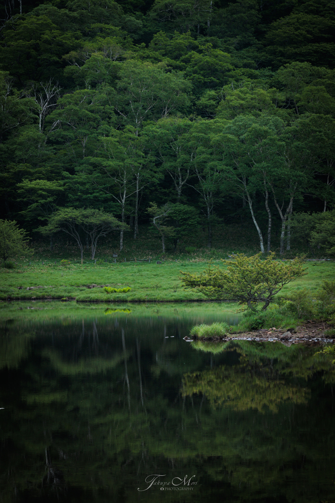 静かの森