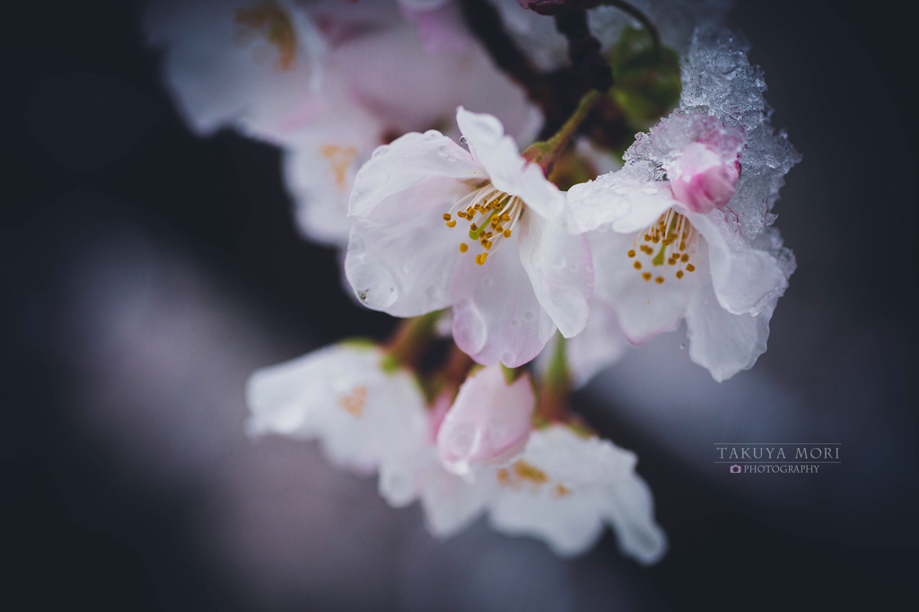 雪桜