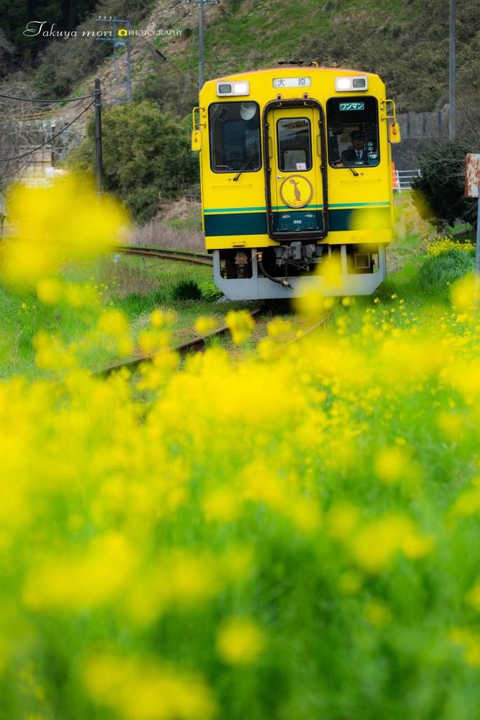 菜の花列車