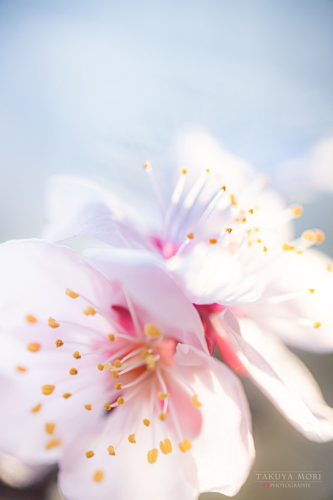 梅の花