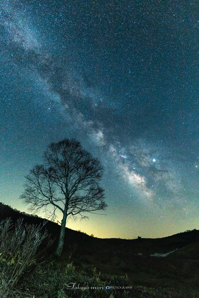 立木