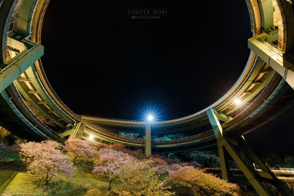 河津桜咲くループ橋
