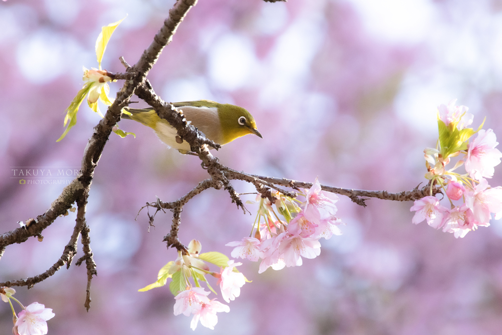 春陽